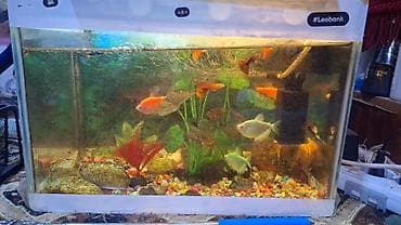 beta balığı qiymət: 2 eded avkarium satilir komplekt sekildedi her birinin ici tam doludu — 1