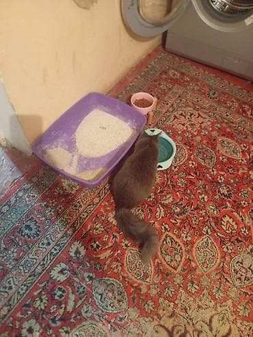 tüklü pişiklər: Erkək, Yaxşı əllərə, Ünvandan götürmə — 6