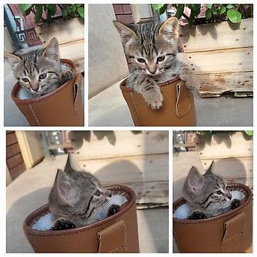 sahiblenme: Pulsuz sahiblendirilir — 4