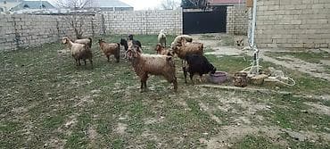 Akvariumlar: 12 baş keçidi yerli heleb qarşıq da var içlerinde 1 təkədi 1 bu gün — 1