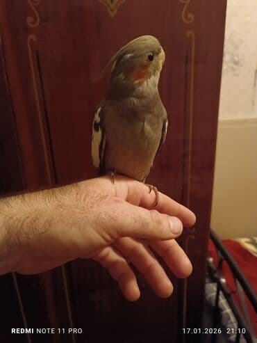 bala keci: Bir dənə 2 ay 2 günlük korela balası Dişiyə oxşayır Sağlamdır öz — 3