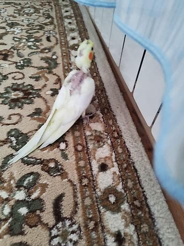 попугай корелла: Nymfa tutuquşu (cockatiel) – açıq sarı-ağ rəng çalarları, yanaqlarda — 1