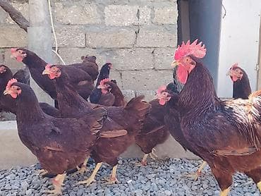 qax heyvan bazar: Salam. Red island mayali yumurtaları. Sifariş qəbul olunur. Ünvan Binə — 3