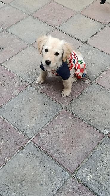 oğlan it adları: Retriever, 2 ay, Erkek, Peyvəndli, Ünvandan götürmə — 3