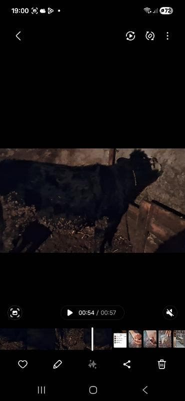 erkey danalar: Qeseng erkek dana super aktiv danadır simental sahron qarısığı — 2