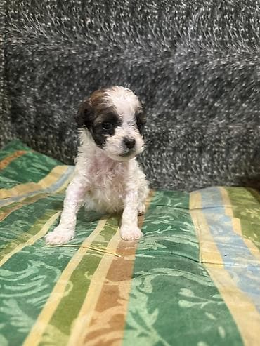 heyvan derisi: Pudel, Erkek — 2