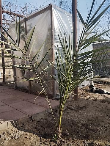 su cəni gəncə: Digər bitkilər — 1