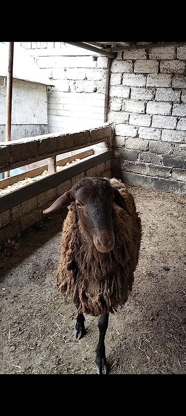 heyvan qoyun: Qoyun – yerli cins, tünd-qəhvəyi yunlu - Qulaqları sallanıq, baş və — 9