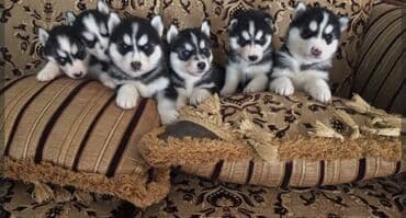 border collie qiymeti: Xaski, 2 ay, Erkek, Peyvəndli, Ünvandan götürmə — 1