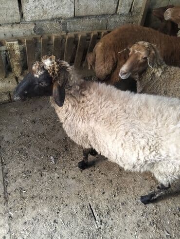 simmental inək cinsi: Dişi, il: 4, 60 kq, Ətlik, Ünvandan götürmə — 3