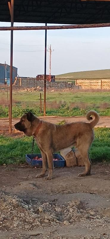 afçarka itlər: Kanqal, 2 il, Erkek, Peyvəndli, Ödənişli çatdırılma — 2