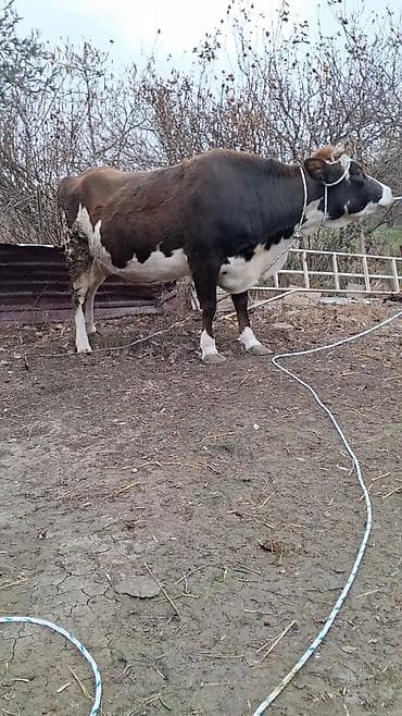 inek sagan: Dişi, Simental, il: 5, Südlük, Ünvandan götürmə — 1