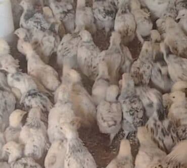 ordək cucəsi: Toyuq cücələri, Ətlik — 4