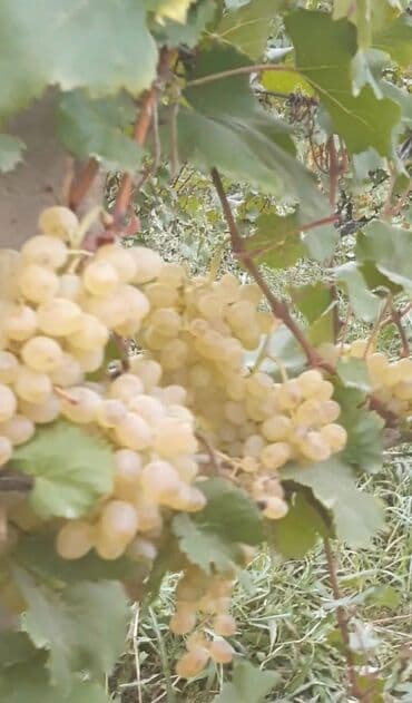 Çəngəllər: Üzüm bağı – ağ şərablıq/şirəlik sort Qazax Rayonu Hüseyinbəyli kəndi — 4