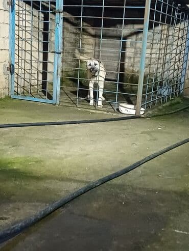 Qurdbasar, 8 ay, Ünvandan götürmə