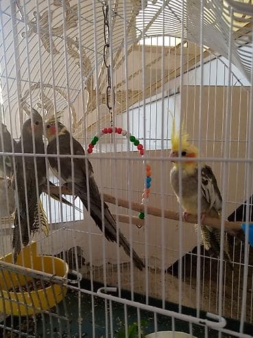 Tutuquşları: 3 ədəd boz karella 1 disi 2 erkəy Təcili satilir cut alana hamsin — 2