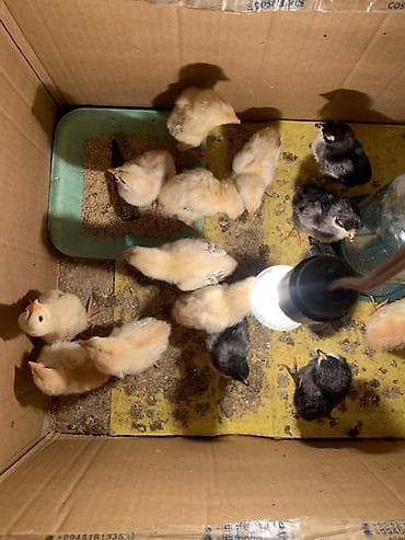 Куриные цыплята, Для разведения — 1