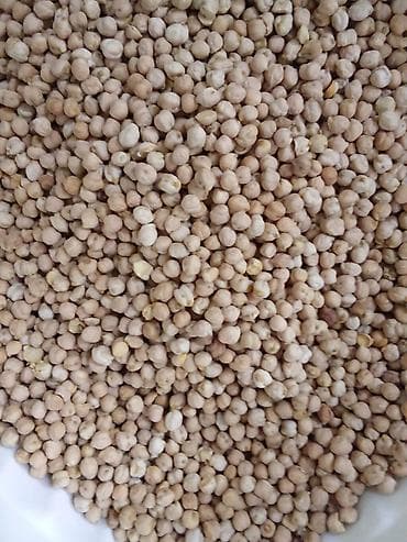 Noxud – quru hal Məhsul təsviri: - Təmizlənmiş, ələnmiş quru noxud - — 3