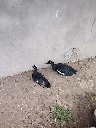 qəfəs satışı: Salam 2 ədəd cavan zümrüdü lal ördəklər satılır hal hazırda — 2