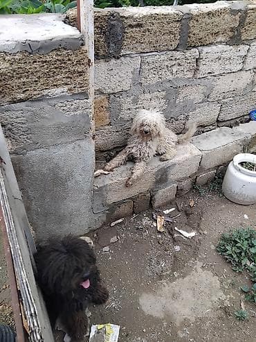gencede heyvanlar: Maltipoo tipli iki xırda ölçülü it balası - Cins: Maltipoo (pudellə — 3