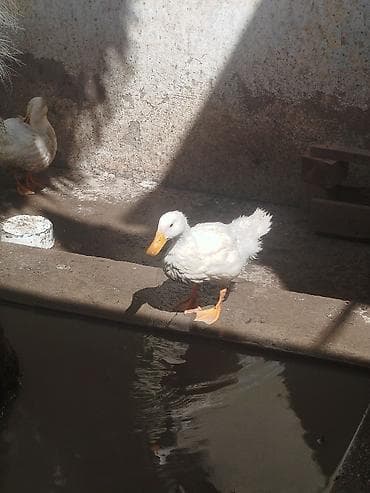 Salam gördüyünüz Pekin ordeklerin Satıram Şəraitim olmadığı üçün