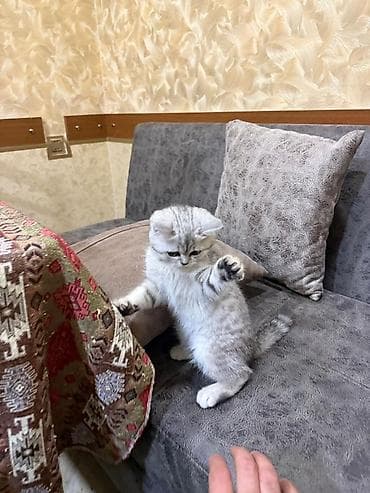 pişik yemekleri: Şinşilla, Dişi, Pulsuz çatdırılma — 3