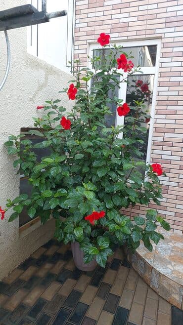 qırmızı gül şəkilləri: Qırmızı Hibiskus (Çin qızılgülü) – iri dibçəkdə, bol çiçəkli dekorativ — 1