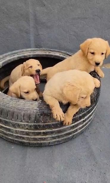 labrador satisi: Labrador-retriver, 2 ay, Peyvəndli, Ünvandan götürmə — 5