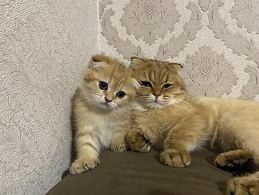 bala pişikler: Qızıl şinşilla, Dişi — 2