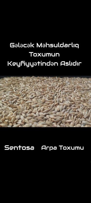 ciya toxumu ile ariqlama: Sentosa Arpa Toxumu Məhsul təsviri: - Sort: Sentosa - Növ: Arpa — 1