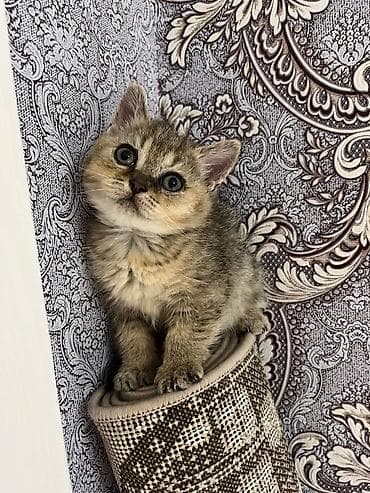 Britan, Erkək, Dişi, Yaxşı əllərə, Ünvandan götürmə, Pulsuz çatdırılma, Ödənişli çatdırılma