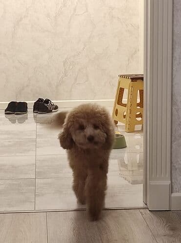 отдам собаку в хорошие руки: Пудель, 1 год, Самец, С прививками, Бесплатная доставка — 2