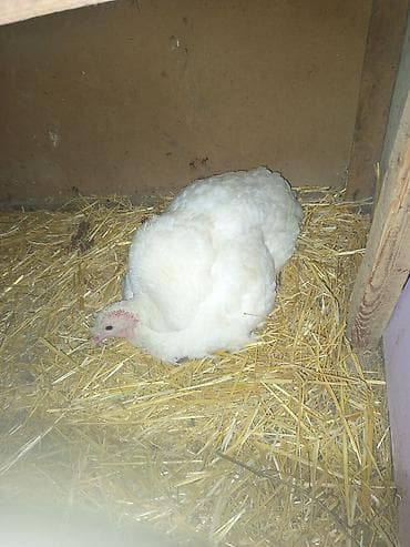 coban iti sekilleri: Sağlam qırt hinduşka. Məndə tez tez olur. yumurtasını və ya balasını — 2