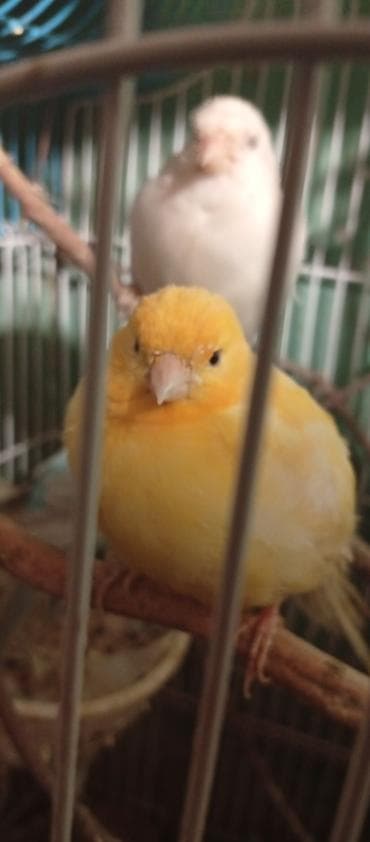 ereb ati satilir: Salam 1 cüt korella 70 manata.bala almışam 4 ədəd elada baxırlar 1 — 7