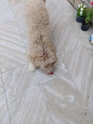 приучатель к туалету для собак: Пудель, 9 месяцев, Самец, С прививками, Самовывоз — 5