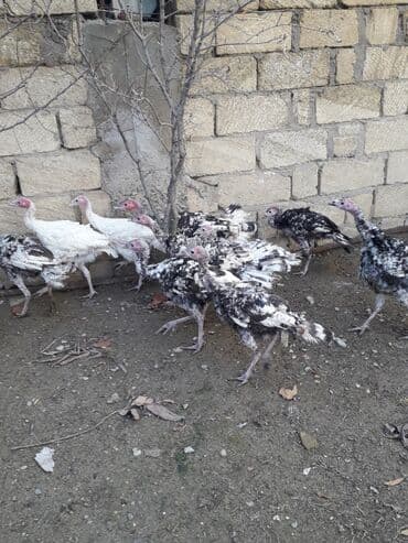 hindüşka: Erkək, Amerika, Kanada, Damazlıq, Ünvandan götürmə — 2