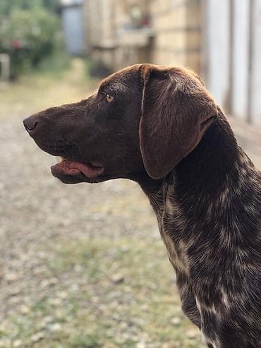 hamster evi: Kurtxar, Dişi, Peyvəndli, Ödənişli çatdırılma, Rayonlara çatdırılma — 5