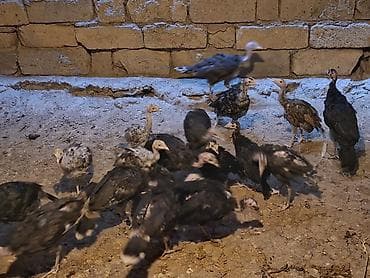 hinduşka quba: Amerkan Branzer Hinduşka sürüsü – damazlıq və ətlik 1 disi 1 erkek 20 — 7