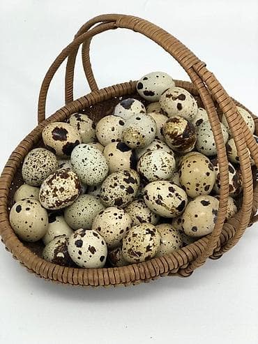 banka alan: Məhsul: Bildircin yumurtası ünvan bine savxoz 15 qəpik çox alana — 7