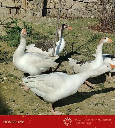 Keçilər, çəpişlər: 5 ədəd qaz satılır təcili Təsvir: - Şəkillərdə 5-6 baş qaz görünür. - — 3