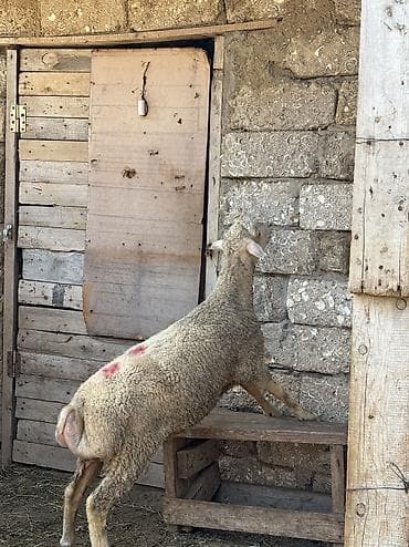 cin iti: Quzu, Erkək, ay: 9, 32 kq, Ətlik, Ünvandan götürmə — 5