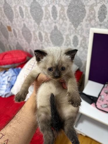 heyvanlar: Məhsul: Pişik balaları Təsvir: - Şəkillərdə müxtəlif rənglərdə pişik — 1