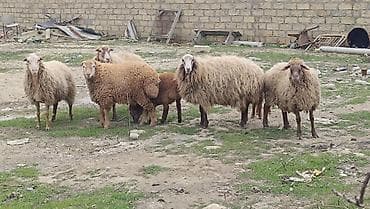 yerli keciler: Qoyun ailəsi – ana qoyun və iki quzu - Növ: yerli qoyun (ana) və iki — 9