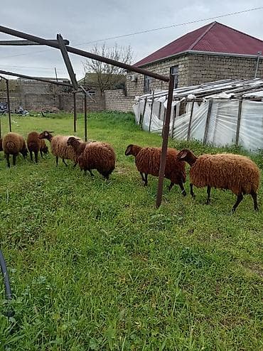 qoç əti: Qoyun sürüsü – ət və yun istiqaməti - Cins: yerli qəhvəyi/qonur — 2