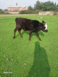 etibarli ellere verilir: Məhsul: Qaramal (3 baş) Təsvir: - 1 baş qara inək – iri bədənli — 3