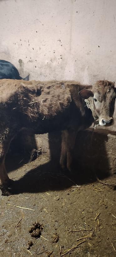 cins atlar: Salam super saxlamali saglam yeyimcil heyvandi — 2