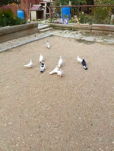 göyercin yuvasi: Ağ rəngli ev göyərçinləri - Rəng: əsasən tam ağ, bəzilərində qara ağ — 9