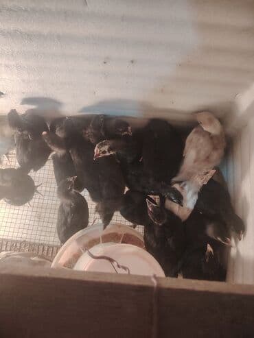 çüçələr: Qara Avstrolop cuceler satilir 4.50 azn 1 ay 15 günlükdür — 1