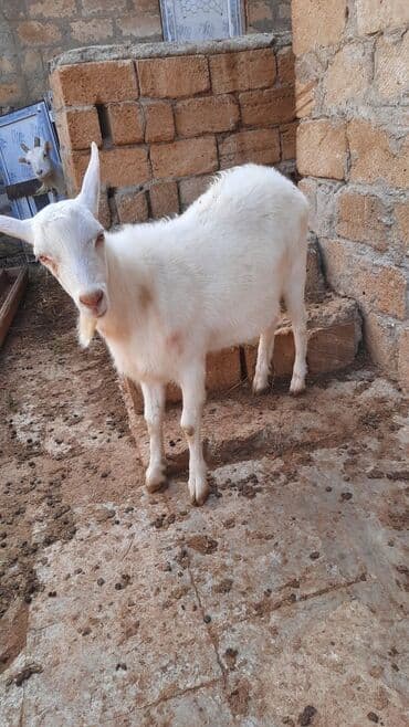 sort keciler: Erkək, Zanen, il: 9, 43 kq, Damazlıq, Ünvandan götürmə — 3