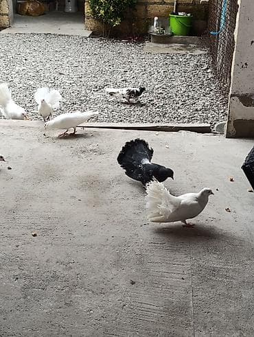qızıl quş: Pavlinlər satlir ünvan quba boynu əsən sortdu ballali anli di — 4